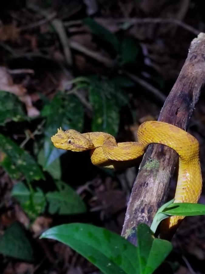 Tortuguero Villas Екстериор снимка