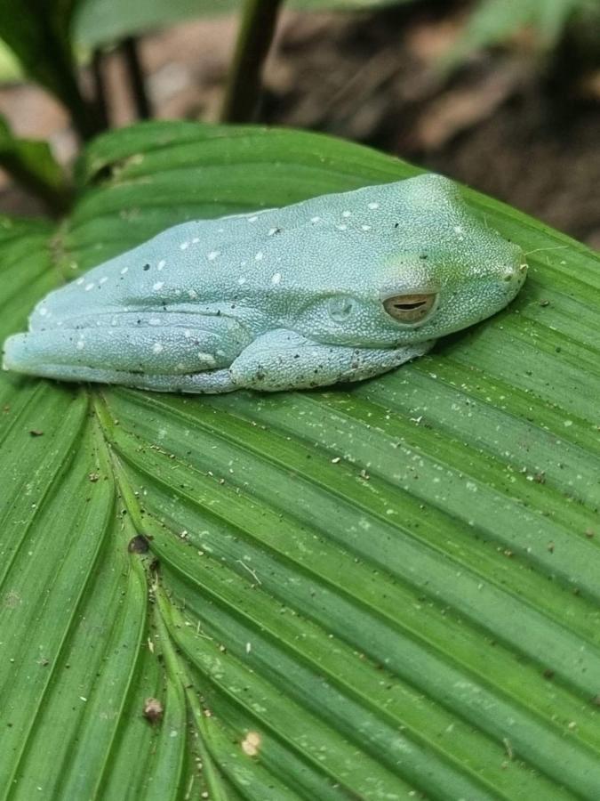Tortuguero Villas Екстериор снимка