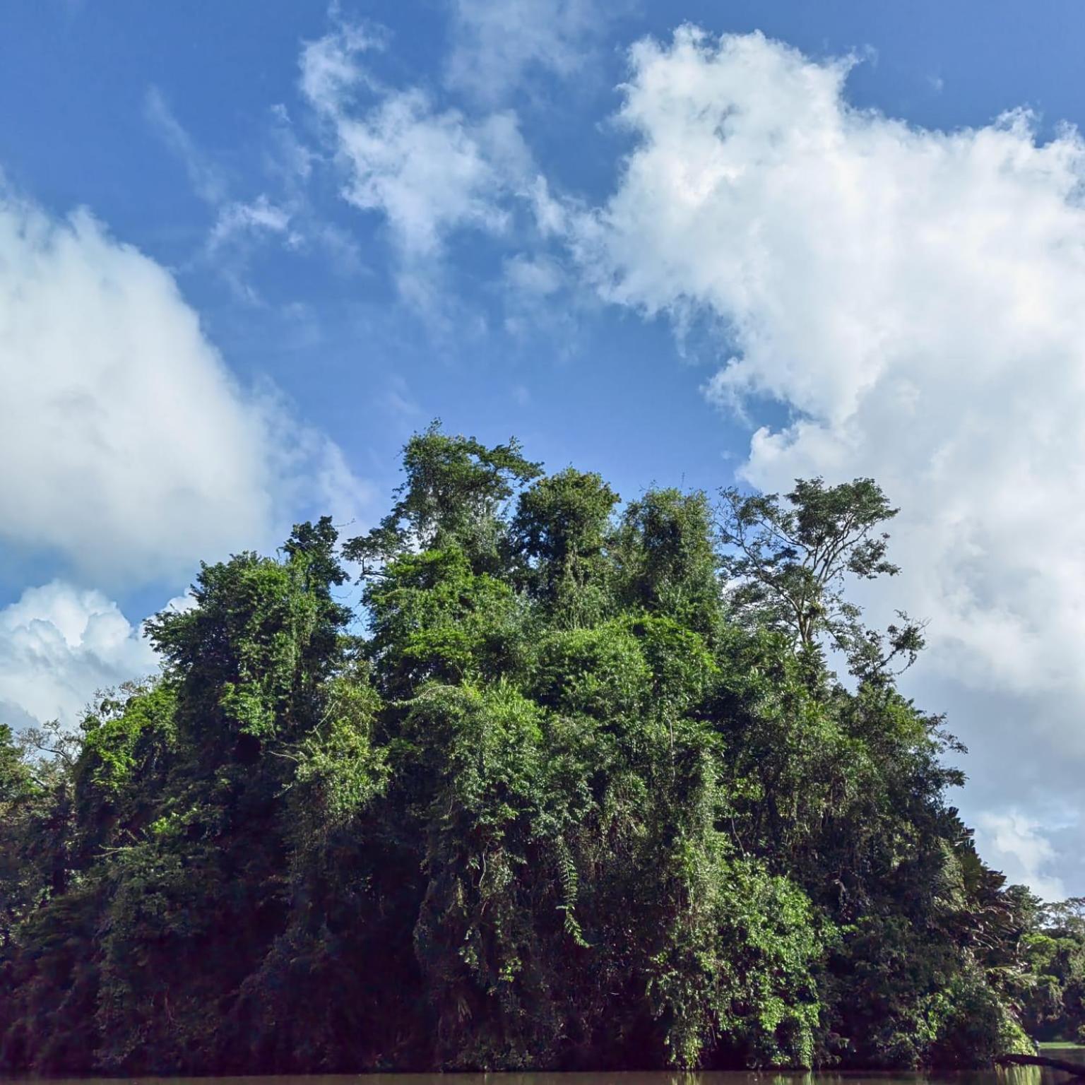Tortuguero Villas Екстериор снимка